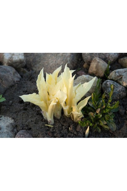 Хоста Вайт Фезер опис